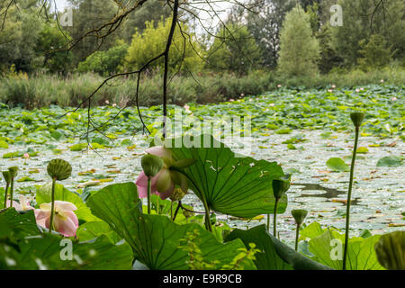 Le parc naturel 'Parco del loto' Lotus zone verte en Italie : un grand étang où les fleurs de lotus (Nelumbo nucifera) et des nénuphars croître librement la création d'un bel environnement naturel. Banque D'Images