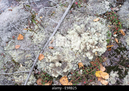 Argent gris lichen pousse à proximité de Silver Falls, Thunder Bay, Ontario, Canada. Banque D'Images