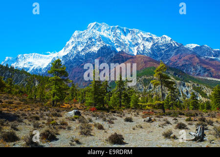 Le Népal Annapurna Manang valley paysage Banque D'Images