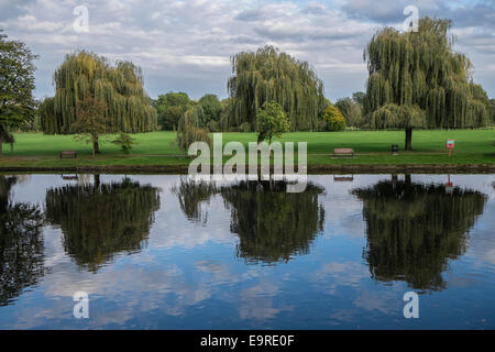 Trois grands arbres se reflétant dans la rivière Avon à Stratford upon Avon Banque D'Images