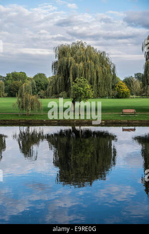 Un saule pleureur se reflétant dans la rivière Avon à Stratford upon Avon Banque D'Images