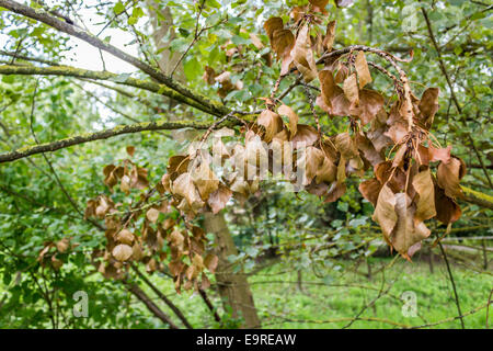 Brun rouge des feuilles sèches sur le lichen jaune sur les branches en italien vert dans une journée ensoleillée d'été Banque D'Images