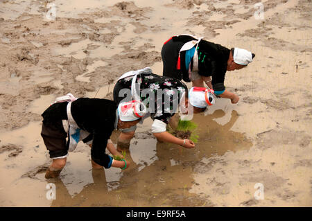 Trois femmes gejia le repiquage du riz, matang, province de Guizhou, Chine Banque D'Images