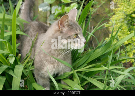 Chat gris La chasse dans l'herbe haute Banque D'Images