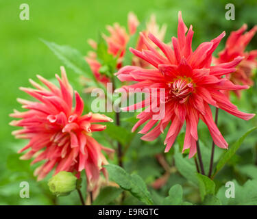 Dahlia rouge dans la nature Banque D'Images