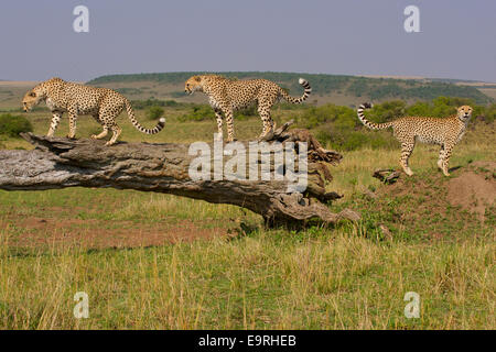 Le Guépard (Acinonyx jubatus) Coalition des trois frères de vérifier les marques olfactives sur un arbre mort, au cours de leurs patrouilles quotidiennes. Banque D'Images