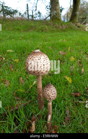 Carmarthenshire, Pays de Galles, Royaume-Uni. 1er novembre 2014. Un parasol champignon comestible 'Macro Lepiota procera' pousse dans les champs sur un doux matin d'automne. Le temps le premier jour de novembre continue à être doux avec un mélange de ciel gris, nuageux et des averses occasionnelles dans les régions rurales du pays de Galles au Royaume-Uni. Kathy deWitt/Alamy Live News Banque D'Images