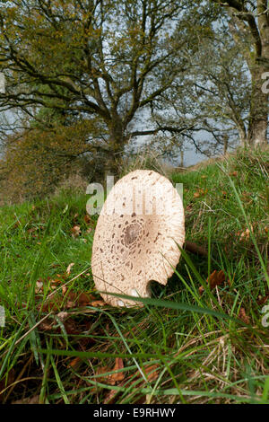 Carmarthenshire, Pays de Galles, Royaume-Uni. 1er novembre 2014. Un parasol champignon comestible 'Macro Lepiota procera' pousse dans les champs sur un doux matin d'automne. Le temps le premier jour de novembre continue à être doux avec un mélange de ciel gris, nuageux et des averses occasionnelles dans les régions rurales du pays de Galles au Royaume-Uni. Kathy deWitt/Alamy Live News Banque D'Images