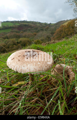 Carmarthenshire, Pays de Galles, Royaume-Uni. 1er novembre 2014. Un parasol champignon comestible 'Macro Lepiota procera' pousse dans les champs sur un doux matin d'automne. Le temps le premier jour de novembre continue à être doux avec un mélange de ciel gris, nuageux et des averses occasionnelles dans les régions rurales du pays de Galles au Royaume-Uni. Kathy deWitt/Alamy Live News Banque D'Images