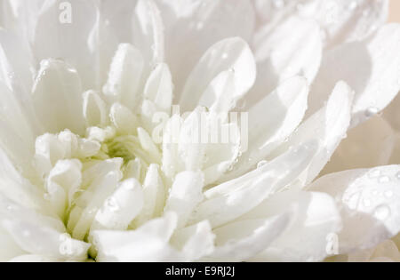 Gouttes de rosée sur les pétales de blanc. Faible profondeur de champ (DOF) chrysanthème. Banque D'Images