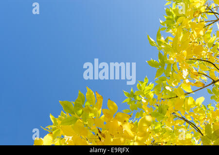 Automne feuilles jaune d'or contre ciel bleu clair. Corner frame background avec copie libre-espace salon pour le texte. Banque D'Images