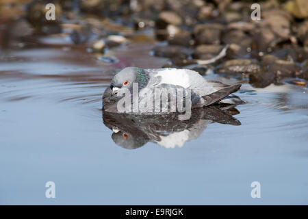 Pigeon, Columba livia, dans l'eau, UK Banque D'Images