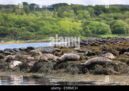 Phoque commun ou le port, Phoca vitulina, colonie d'adultes et juvéniles se prélassent sur les rochers et les algues par Loch Dunvegan, Isle Banque D'Images