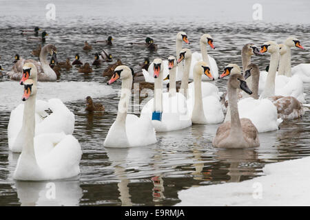 Les cygnes et les canards sur la rivière dans la journée d'hiver nuageux Banque D'Images