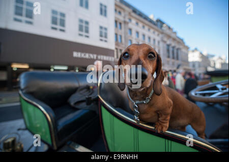 Regent Street, Londres UK. 1er novembre 2014. Le Regent Street Motor Show revient pour sa dixième année, le prélude à l'Bonhams Londres à Brighton Veteran Car Run le dimanche 2 novembre. Un chien participant examine l'appareil photo. Credit : Malcolm Park editorial/Alamy Live News Banque D'Images