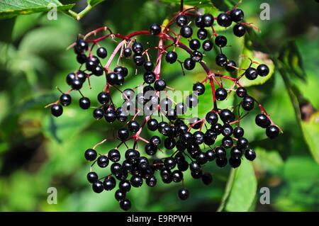 Sureau mûres qui poussent sur l'arbre, au Royaume-Uni. Banque D'Images