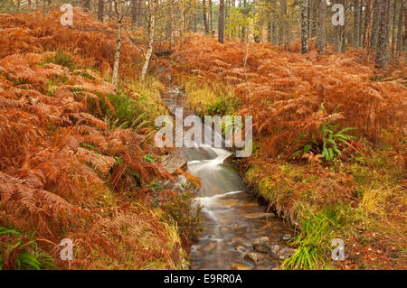 Burn qui coule à travers l'automne Bracken et de Pins Banque D'Images