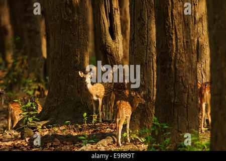 Cerfs tachetés dans la forêt de sals, Corbett National Park, Inde. Banque D'Images