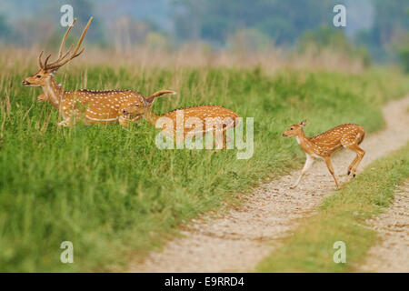 Spotted Deers traversant la jungle piste, parc national de Corbett, Inde. Banque D'Images