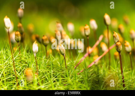 Détail de plus en plus de petites plantes de mousse dans la forêt Banque D'Images