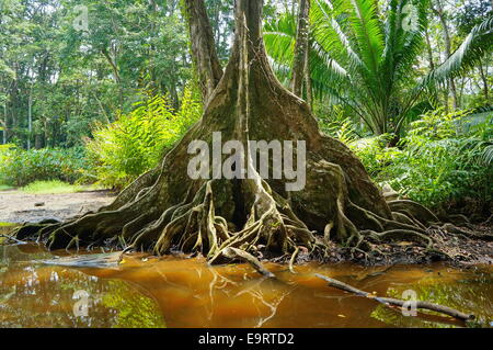 Arbre tropical avec racines contrefort au bord d'un marais dans la jungle du Costa Rica Banque D'Images