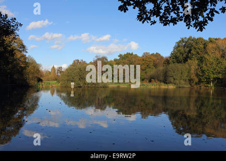 La réserve naturelle locale commune d'Epsom, Surrey, Angleterre. 1er novembre 2014. Météo britannique. Les températures ont été exceptionnellement doux de nouveau, atteignant 18 degrés celsius au commun d'Epsom. Les eaux calmes de l'étang ragoût reflètent le ciel bleu et les couleurs d'or de l'automne. La réserve est un refuge pour la faune, en abritant les un éventail de la flore, de la faune, les oiseaux et les espèces d'insectes. Credit : Julia Gavin UK/Alamy Live News Banque D'Images