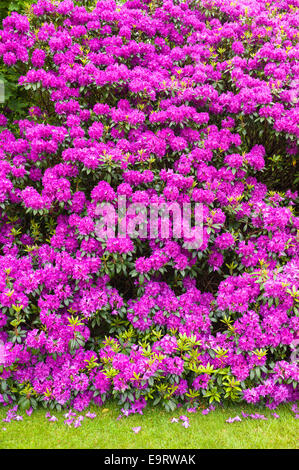 Rhododendron ponticum Rhododendron, Bush - un arbuste d'espèces ornementales envahissantes couleur rose vif diffuser largement le long e Banque D'Images