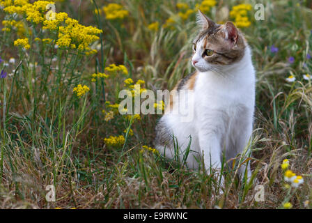 Chat Calico assis dans la prairie en fleurs Banque D'Images