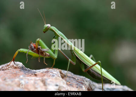 La mante religieuse (Mantis religiosa) avec les proies Banque D'Images