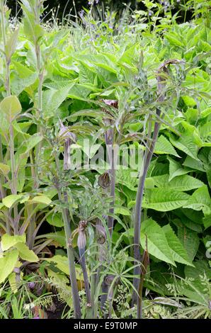 Arisaema consanguineum floraison dans un jardin marécageux Banque D'Images