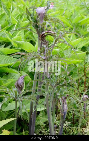 Arisaema consanguineum floraison dans un jardin marécageux Banque D'Images