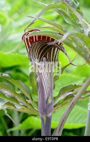 Arisaema consanguineum floraison dans un jardin marécageux Banque D'Images