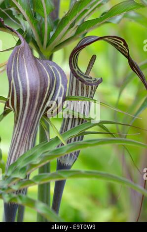 Arisaema consanguineum floraison dans un jardin marécageux Banque D'Images