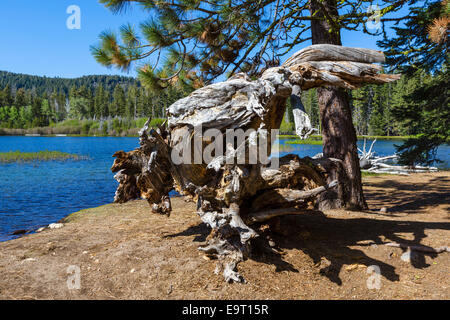 Journal noueux sur les rives du lac Manzanita, Lassen Volcanic National Park, Cascades, dans le Nord de la Californie, USA Banque D'Images