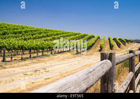 Rangées de vignes sur une colline de Californie Banque D'Images