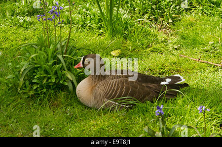 Oie naine Anser erythropus, assis sur l'herbe à côté de grappe de jacinthes fleurs en Angleterre Banque D'Images