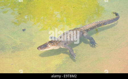 Alligator Alligator mississippiensis, pèlerin, dans un bassin peu profond d'eau Banque D'Images