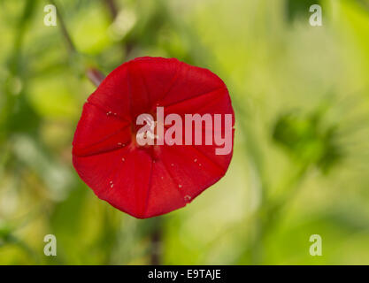 Étonnamment rouge, petite fleur de Cardinal Climber, Ipomoea, sloteri contre summer background vert vif Banque D'Images