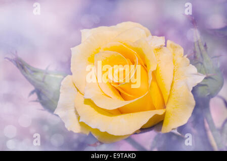 L'image de rêve d'une rose jaune avec de délicats fond violet Banque D'Images