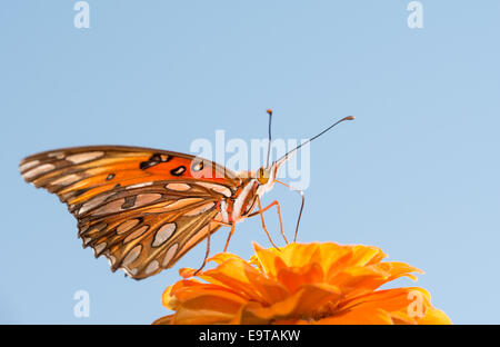 Gulf Fritillary butterfly se nourrissant de Zinnia orange contre le ciel bleu Banque D'Images