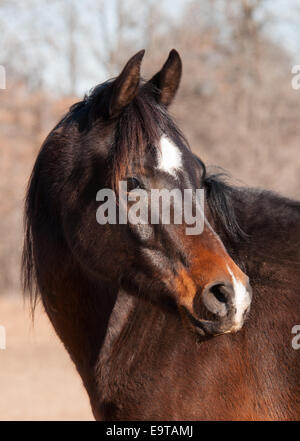 The Bay horse à nouveau vers la droite de l'afficheur Banque D'Images