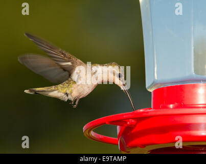 Colibri à gorge rubis femelle planant et d'alimentation à une mangeoire contre fond vert Banque D'Images