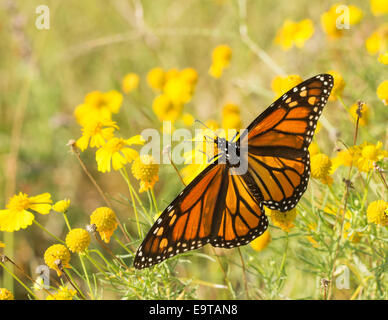 La migration des papillons monarques femelles se nourrissent d'une Sneezeweed Banque D'Images