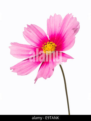 Cosmos rose flower isolated on white Banque D'Images