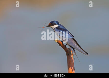 Les insectes se nourrissent d'avaler whitethroated Banque D'Images