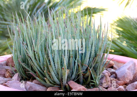 planter dans un pot Banque D'Images