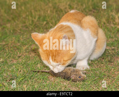 Orange et blanc manger une souris dans l'herbe Banque D'Images