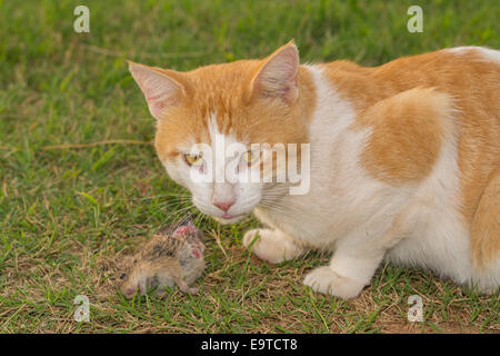 Chat dans le milieu de manger une souris Banque D'Images
