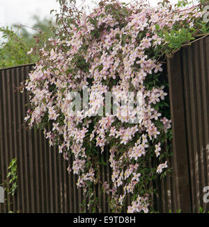 Masse spectaculaire d'attrayantes fleurs rose pâle et les feuilles vert foncé de Clematis répandre au brown clôture bois Banque D'Images