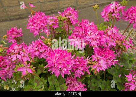 Grappe de superbes fleurs rose brillant, Graffiti, série avec feuilles panachées vert et rouge Banque D'Images